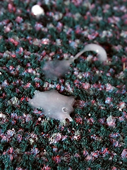 Hung Luke Wanked And Fucked